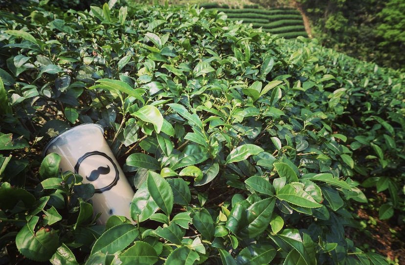 Mr.tea cup in grass.